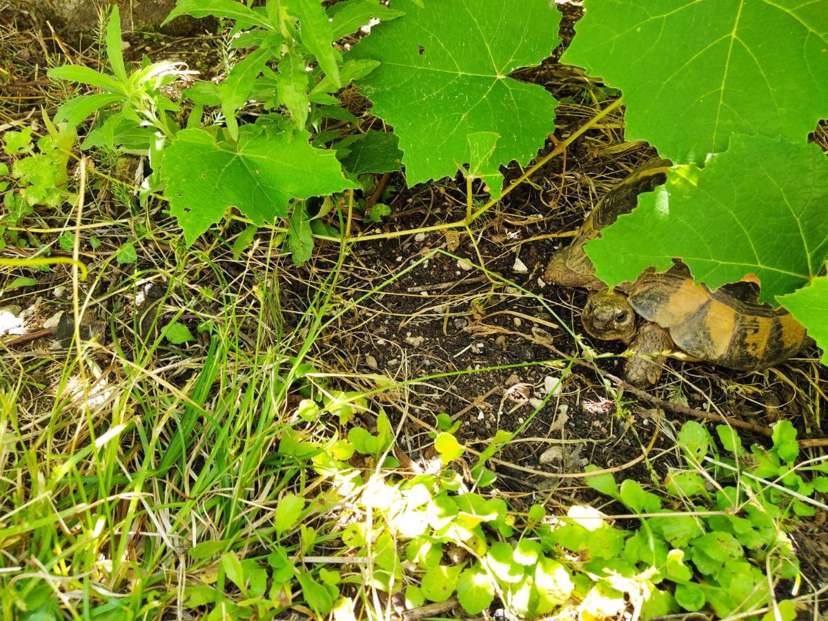 Vila The Turtles Garden Bečići Exteriér fotografie