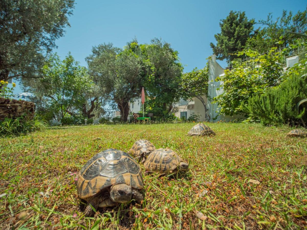 Vila The Turtles Garden Bečići Exteriér fotografie